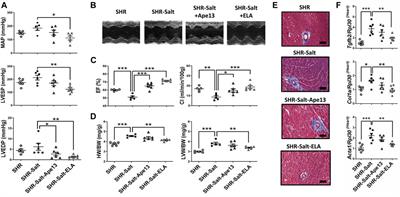 Elabela Protects Spontaneously Hypertensive Rats From Hypertension and Cardiorenal Dysfunctions Exacerbated by Dietary High-Salt Intake